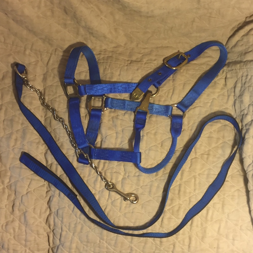 Blue Nylon Horse Size Halter with Chain Leadrope